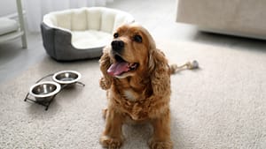 Top Pet-Friendly Hotels