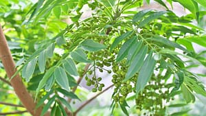 Uses of Rhus Tox