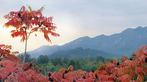 Rhus Tox for Other Conditions