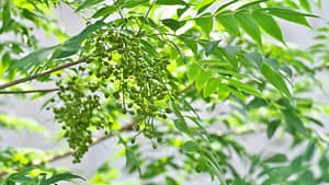 The Philosophy Behind Homeopathy