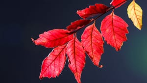 Rhus tox is beneficial for muscle
