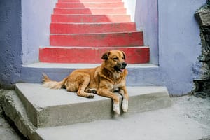 pet friendly accommodation with outdoor amenities
