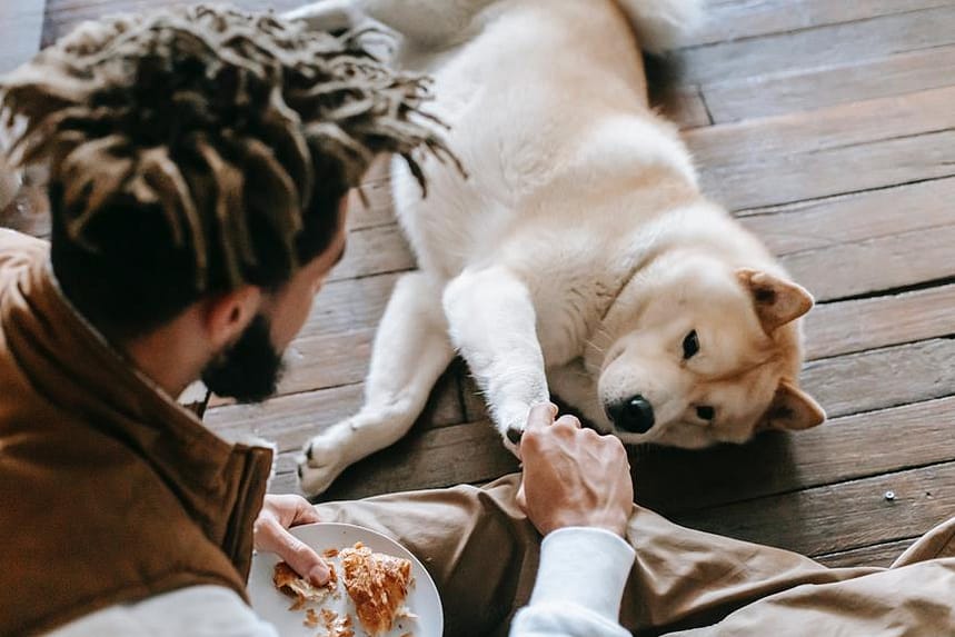 rave reviews for ⁣showtime‌ dog⁣ food