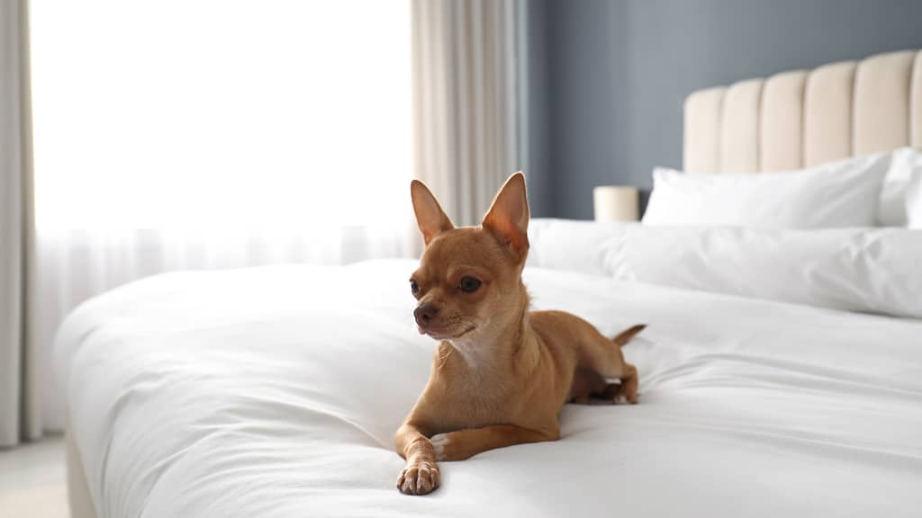 Pet-Friendly Hotels in Wilmington